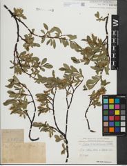Foto von Salix kitaibeliana Willd.